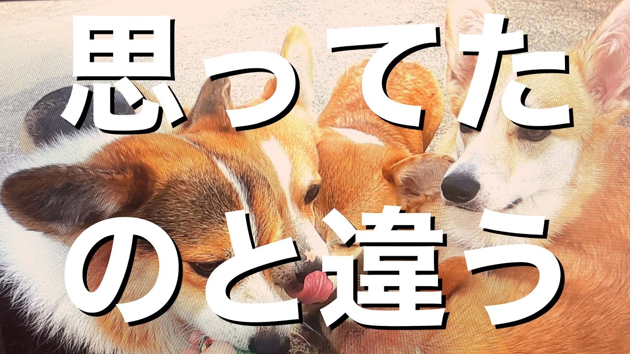 【DogHill】ちゅ〜るをあげたら思っていた食べ方と違ったコーギー達【コーギーブリーダー】