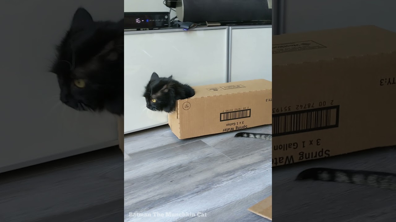 Cat In The Box