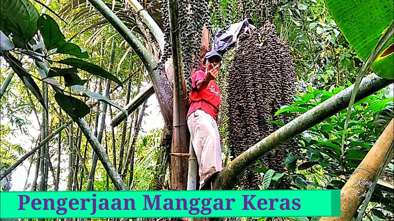 Memotong bunga aren yang baru wangi bagaimana hasilnya