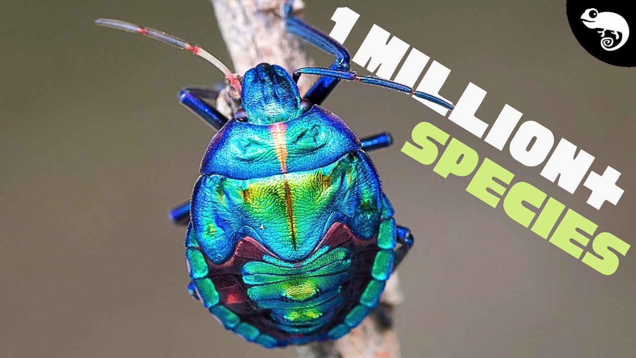 THE AGE OF INSECTS!