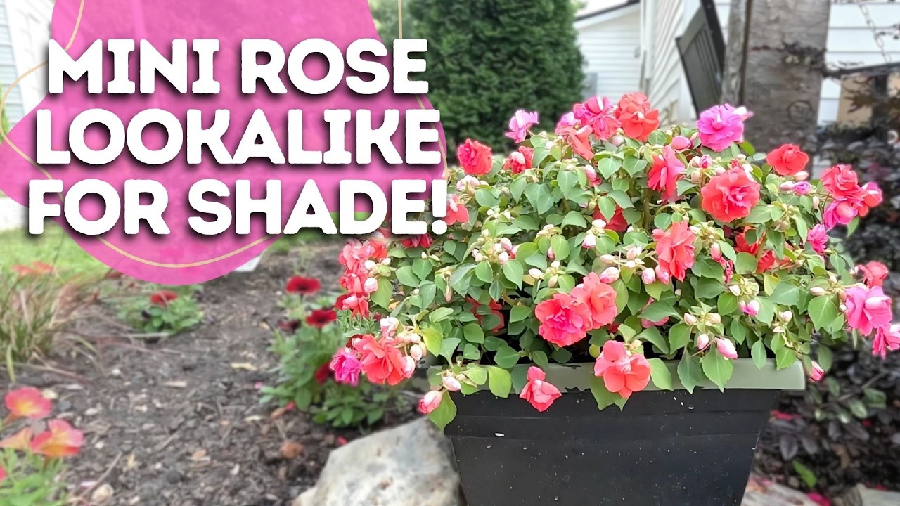 This Flower Blooms in the Shade & It Looks Like Roses!