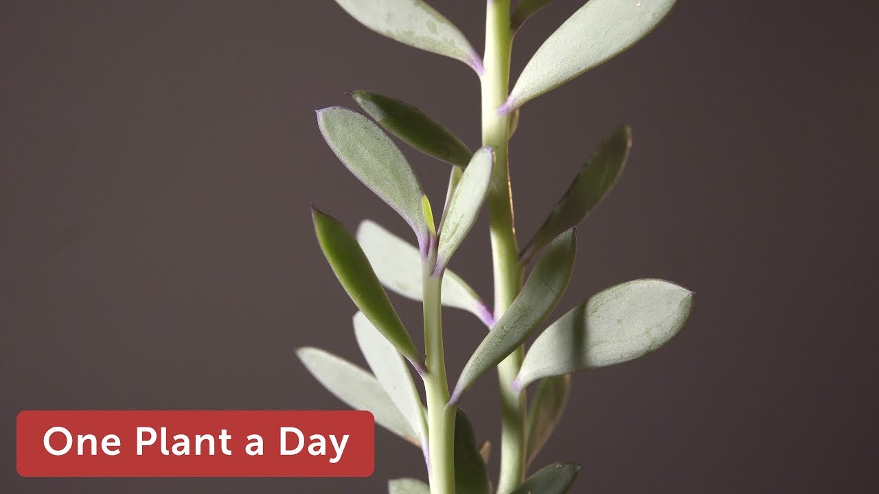 Senecio crassissimus (Propeller Plant) Houseplant Care — 314 of 365