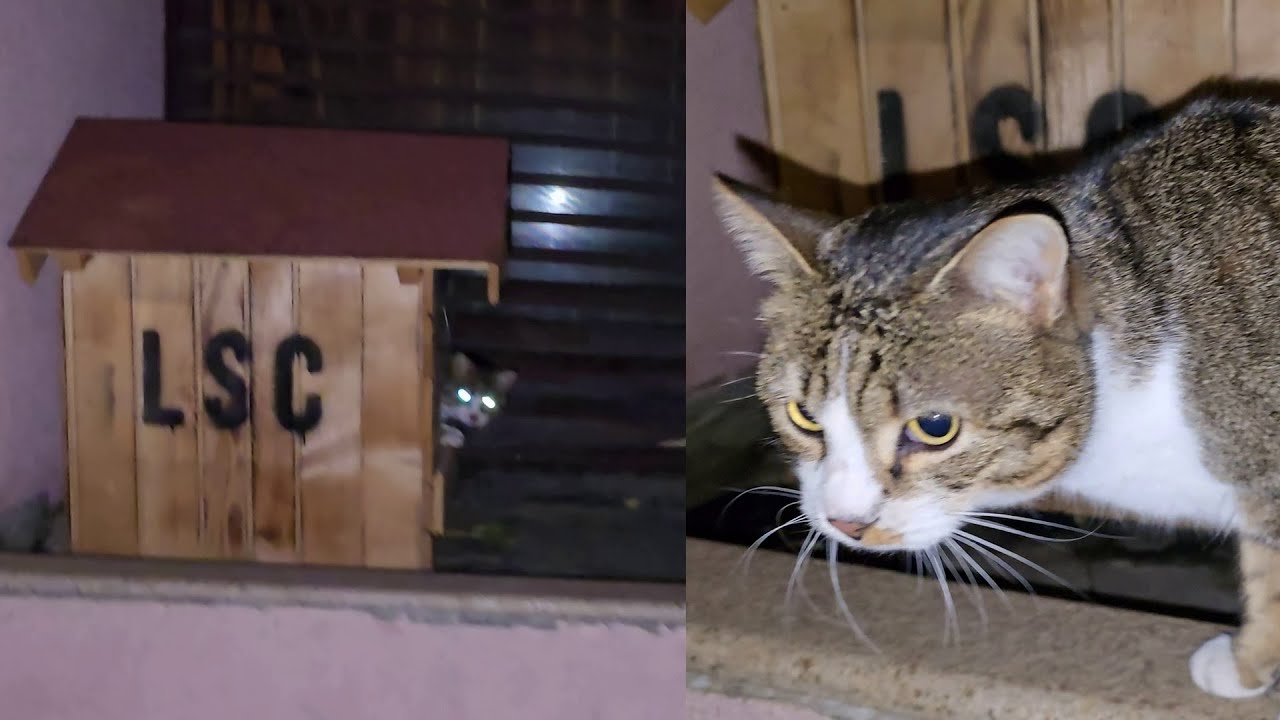 The House We Gave the Tabby Kitten Saved Her in Severe Winter Frosts 🐱❄️