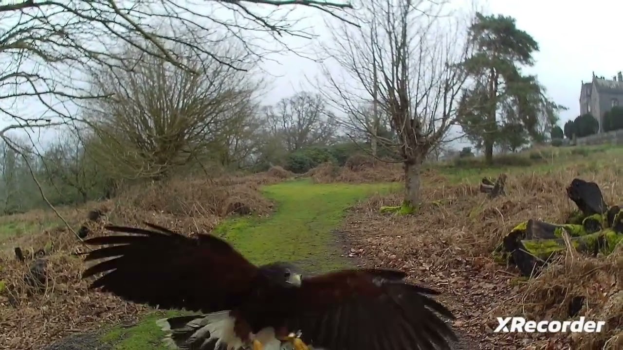 Training one of our Harris hawks because experiences turn up. #harris #harrishawk #hawk #flying 