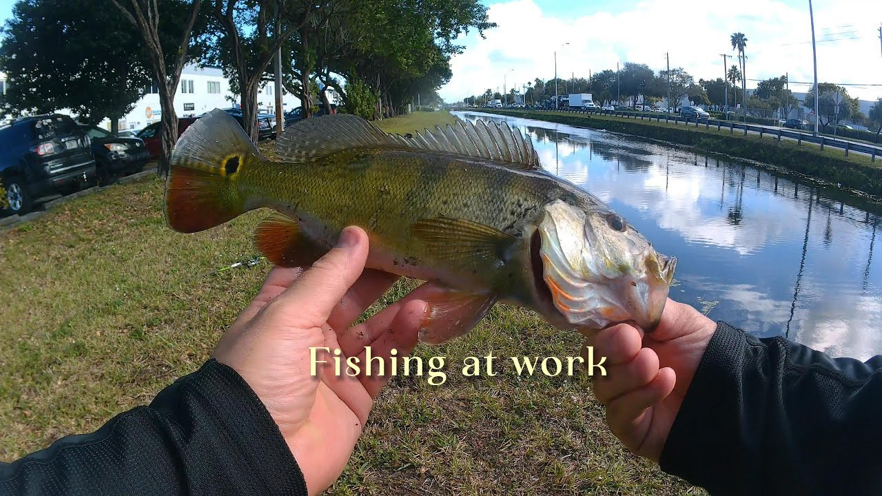 Fishing at work again!!