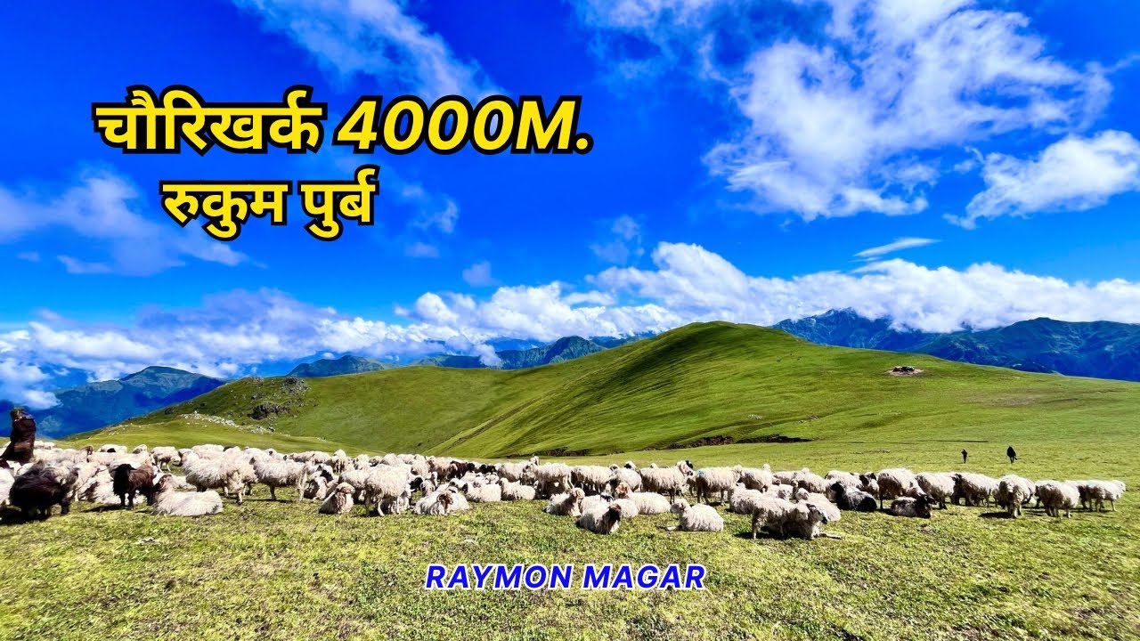 Chaurikharka || East Rukum || 4000M•||chungribuki || चौरिखर्क || रुकुम पुर्ब || vlog ||@raymonmagar 