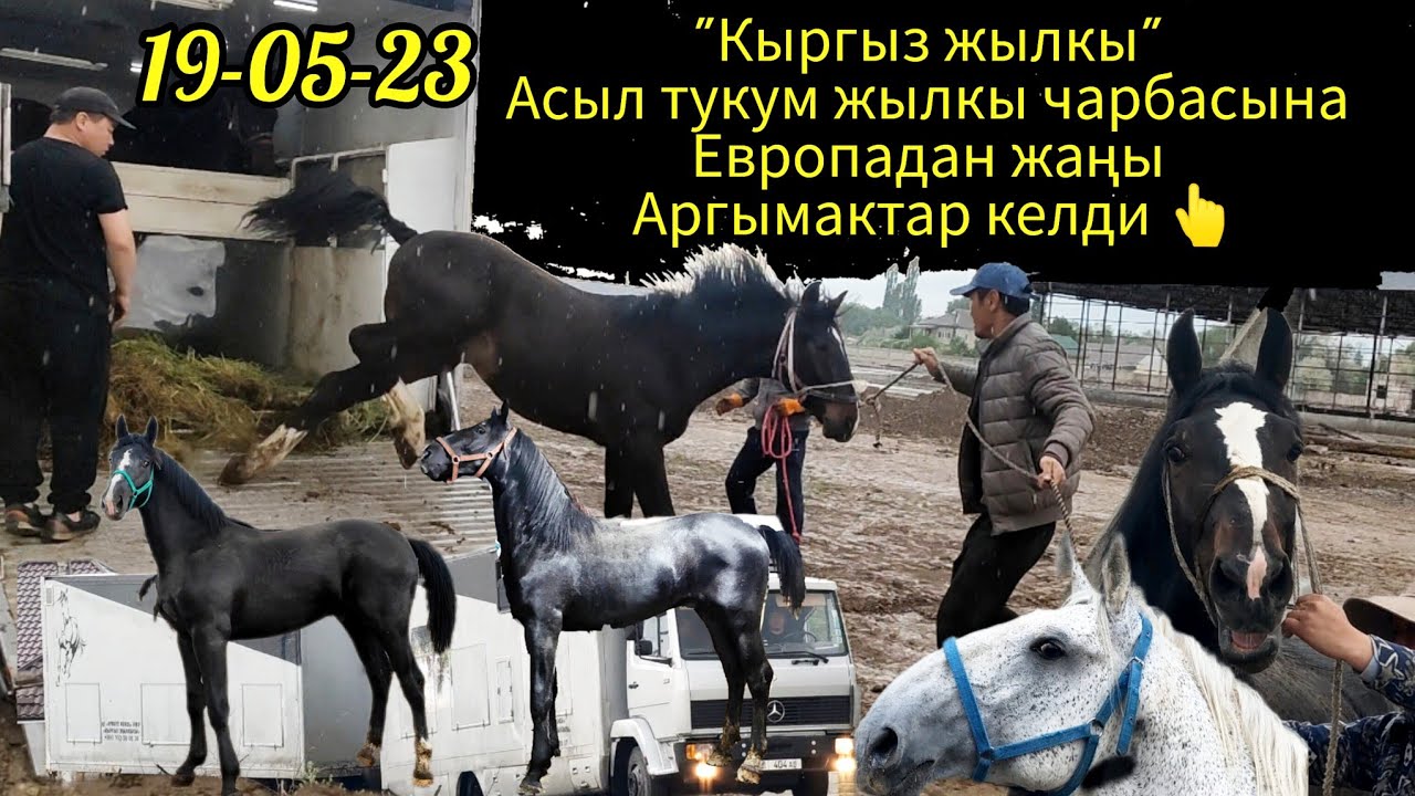 Европадан жаңы Аргымактар келди (19-05-23)