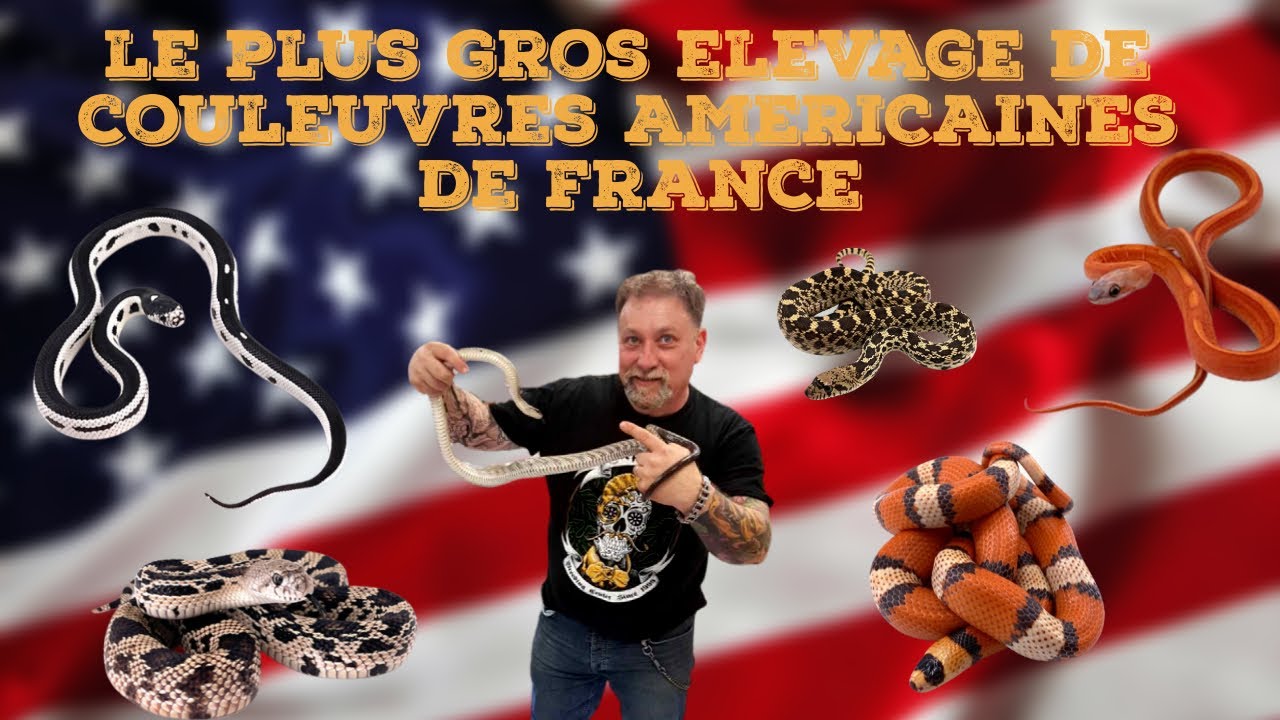 LE PLUS GROS ELEVAGE DE COULEUVRES AMERICAINES DE FRANCE! (En exclu nos projets mutations pour 2022)