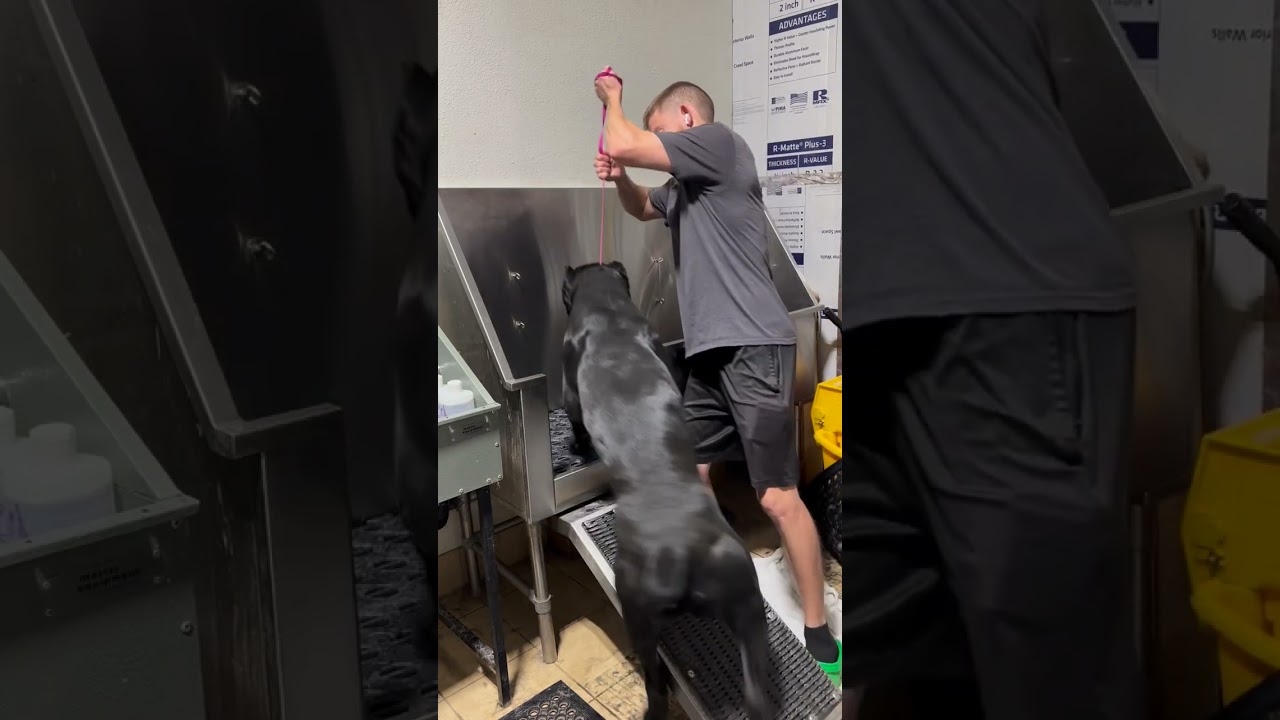 Giant Cane Corso taking a bath #canecorso #bigdog