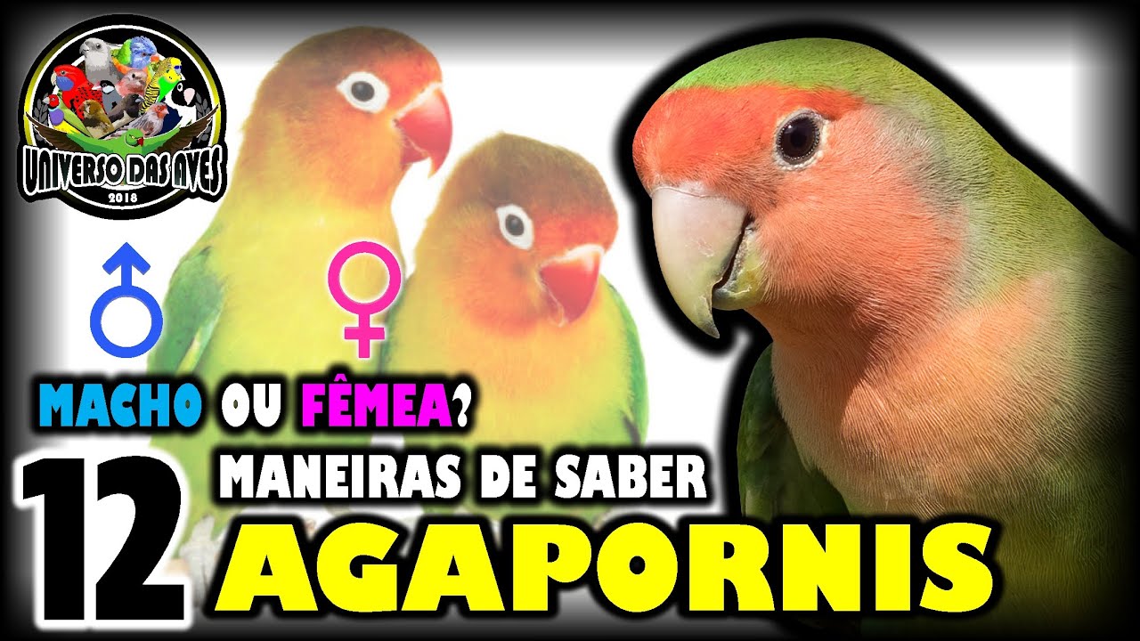 AGAPORNIS - 12 DICAS PARA DESCOBRIR SE É MACHO OU FÊMEA (APRENDA NA PRÁTICA)