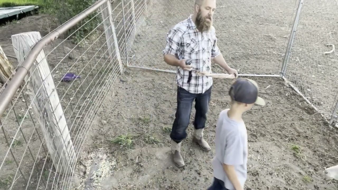 Beginner Farmer Weighing Sheep to Sell