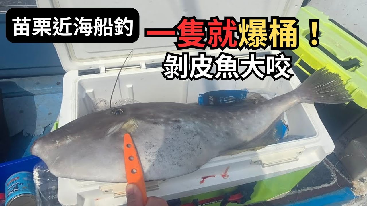 船釣剝皮魚大咬！大到30L冰桶塞不下，人品爆發 #船釣 #近海小搞搞 #苗栗 #外埔 #剝皮魚