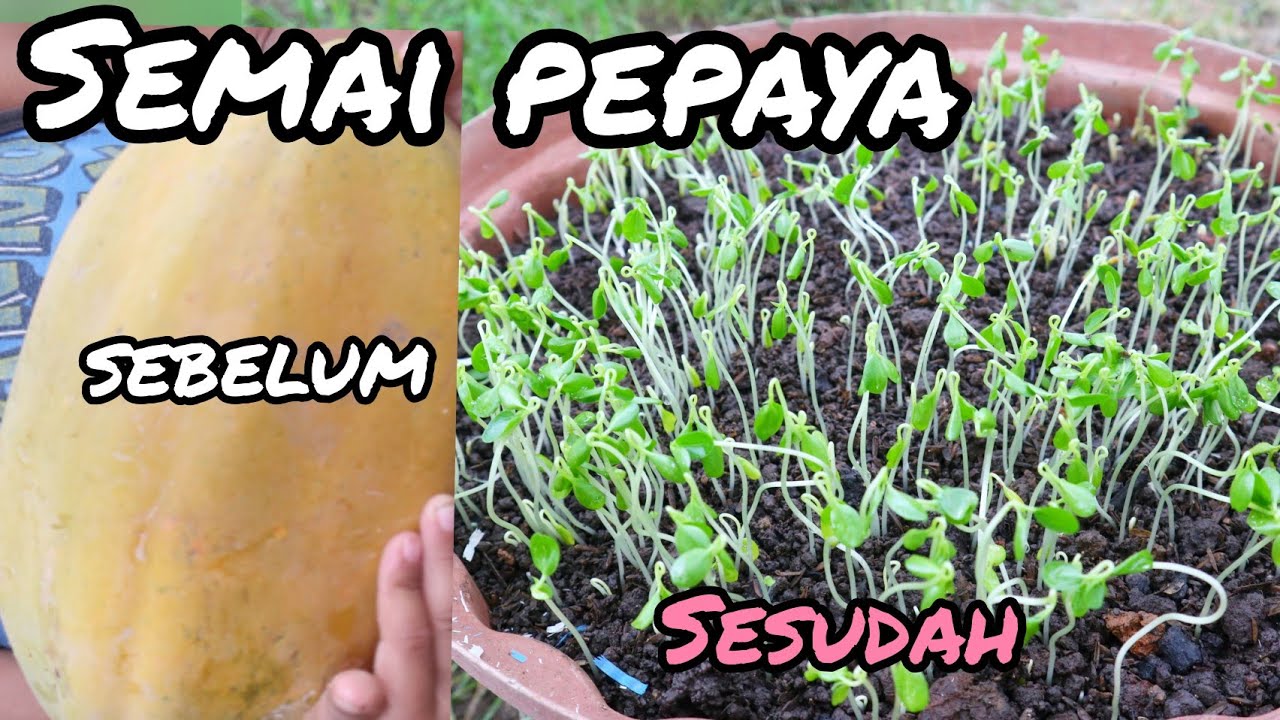Cara Menyemai Biji pepaya cepat tumbuh dan anti gagal