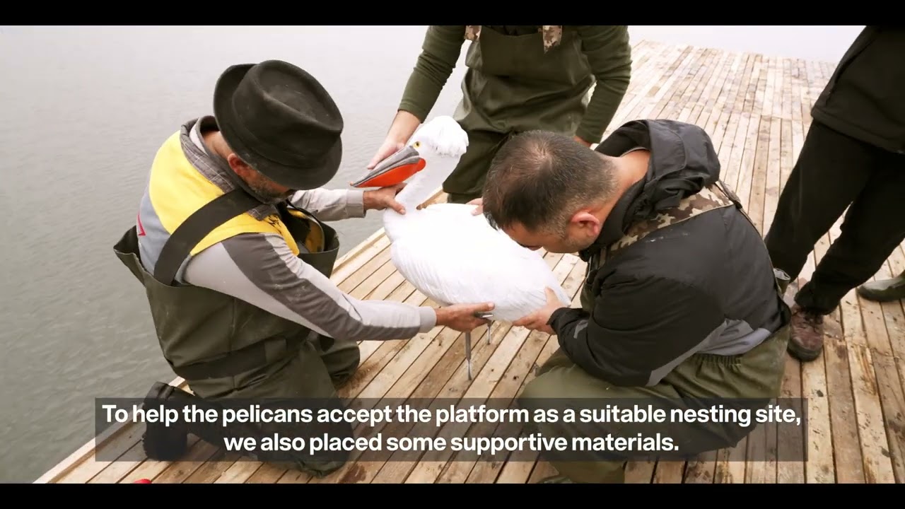 İzmir Gediz Deltası’nda tepeli pelikanlar için yaptığımız yuva platformunu tamamladık.
