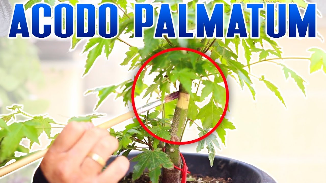 Acodo en arce palmatum BONSAI para Jesús Gelmirez