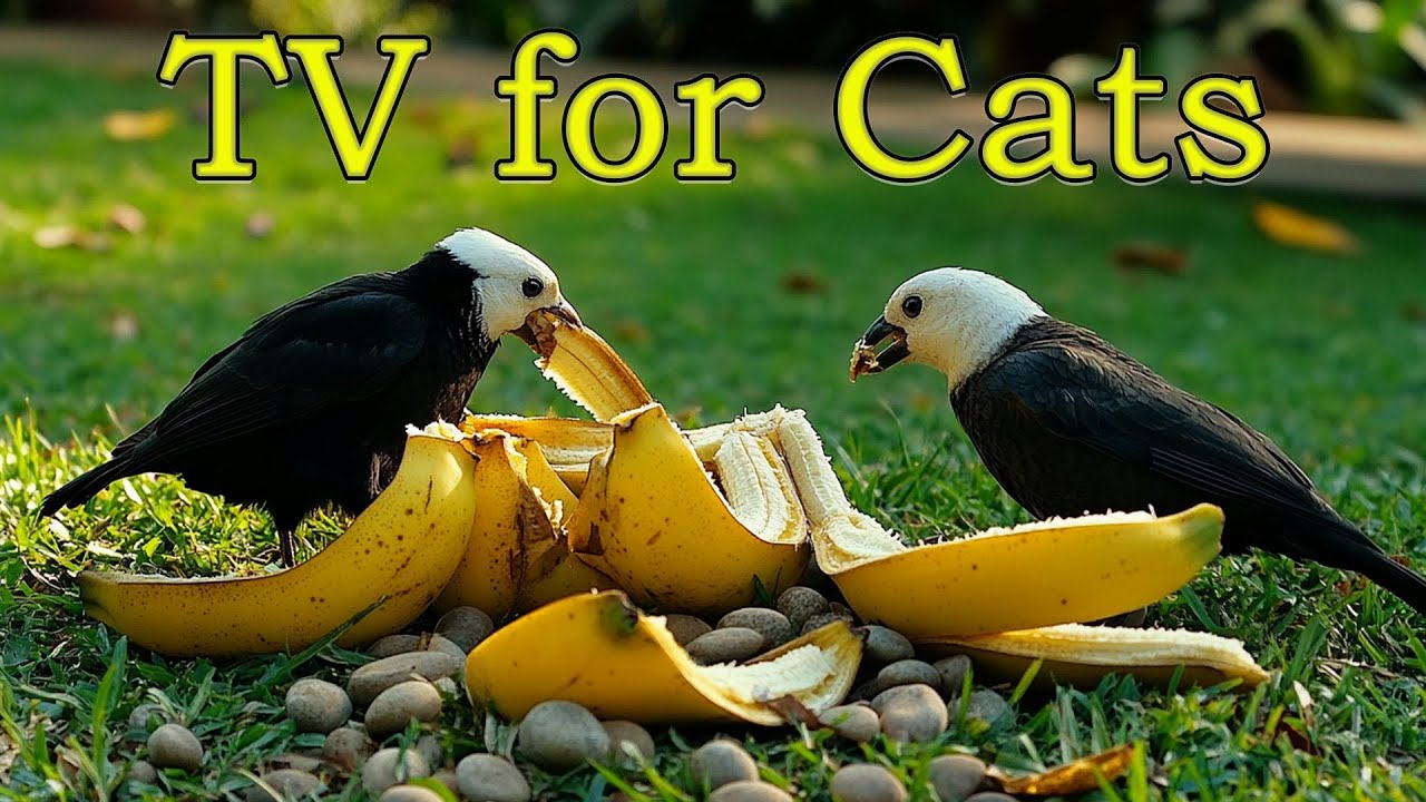 CAT TV 🐱 Birds Eating Bananas 🍌 Fun Bird Show to Keep Cats Happy