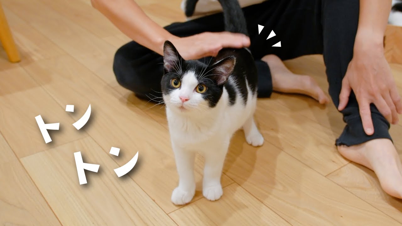 子猫の「お尻トントンして」が可愛すぎて逆らえません