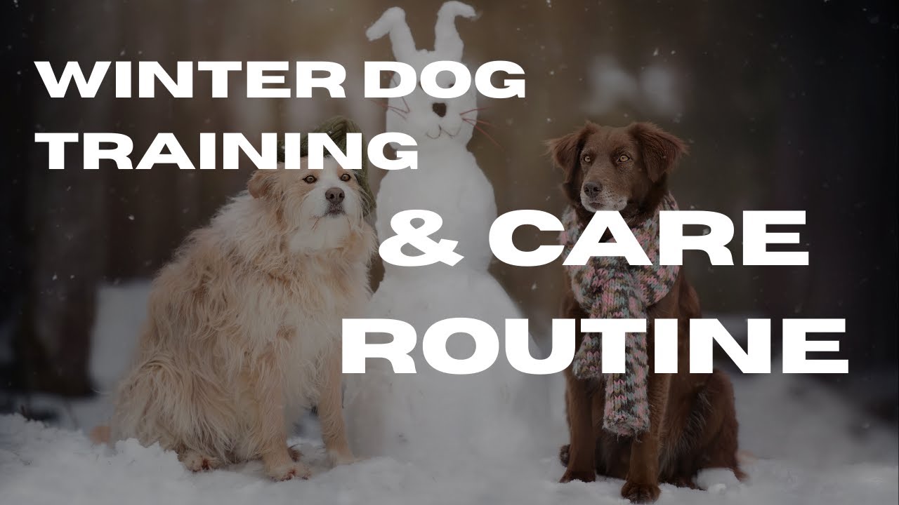 Winter Dog Training & Care Routine Webinar