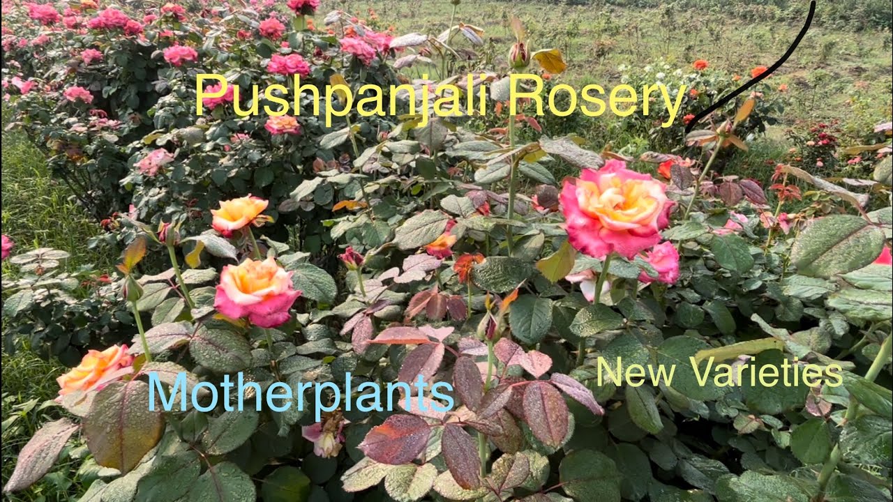 Motherplant Section | First Flush | Pushpanjali Rosery Bareilly