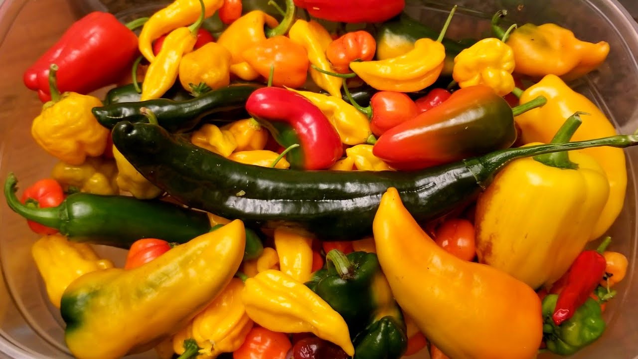 Последний урожай перца в 2025 году.