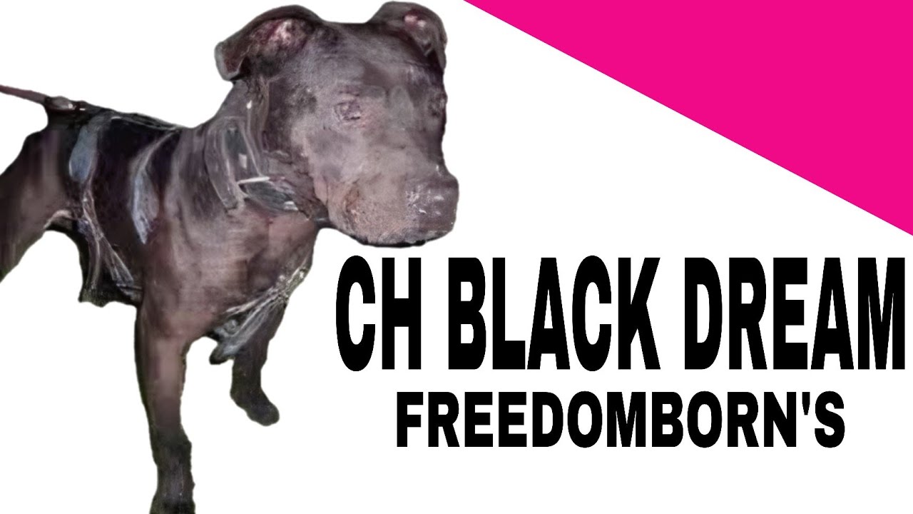FREEDOMBORN'S CH BLACK DREAM - История бойцовых собак #apbt #fighting