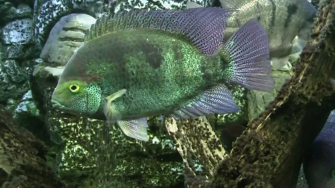 Vieja regani