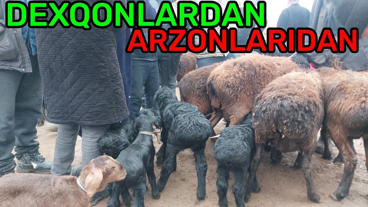 QUY QUZI QUCHQOR ECHKI NARXLARI DEXQONLARDAN QARSHI KARVON MOL BOZORIDA 