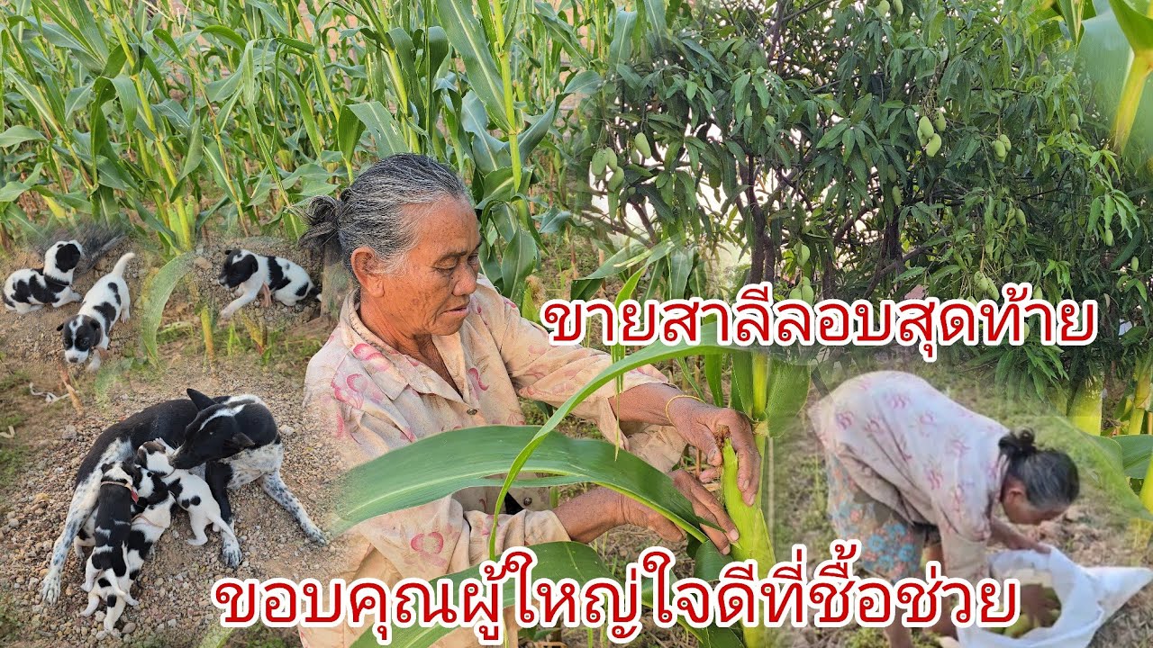 แม่บักดำมาลักเอาหมา!ยายเงิงขายสาลีรอบสุดท้ายสิเบีดบ่อ