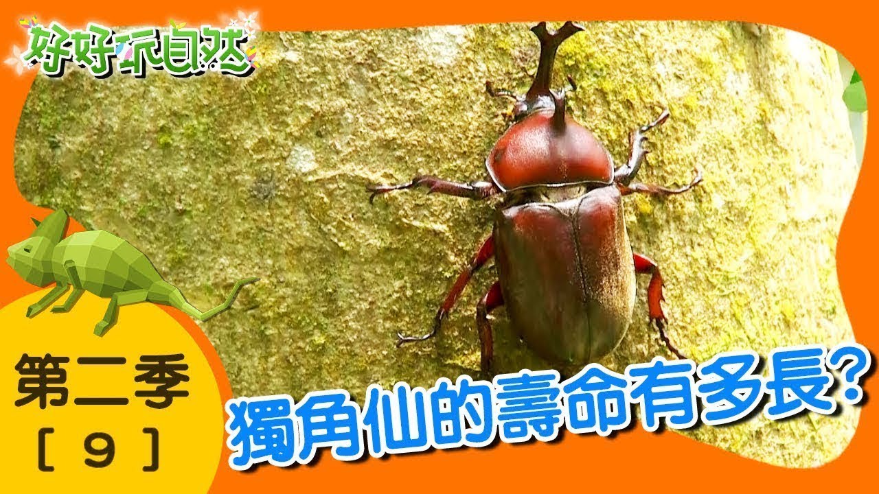 【好好玩自然】光蠟樹上的王者！美國螯蝦 斯文豪氏攀蜥｜第9集_第二季｜福州山｜柳丁哥哥 熱血阿傑｜生態探索｜YOYO