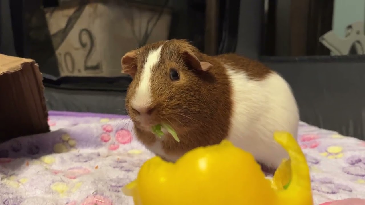 Piggie eating her special dinner 