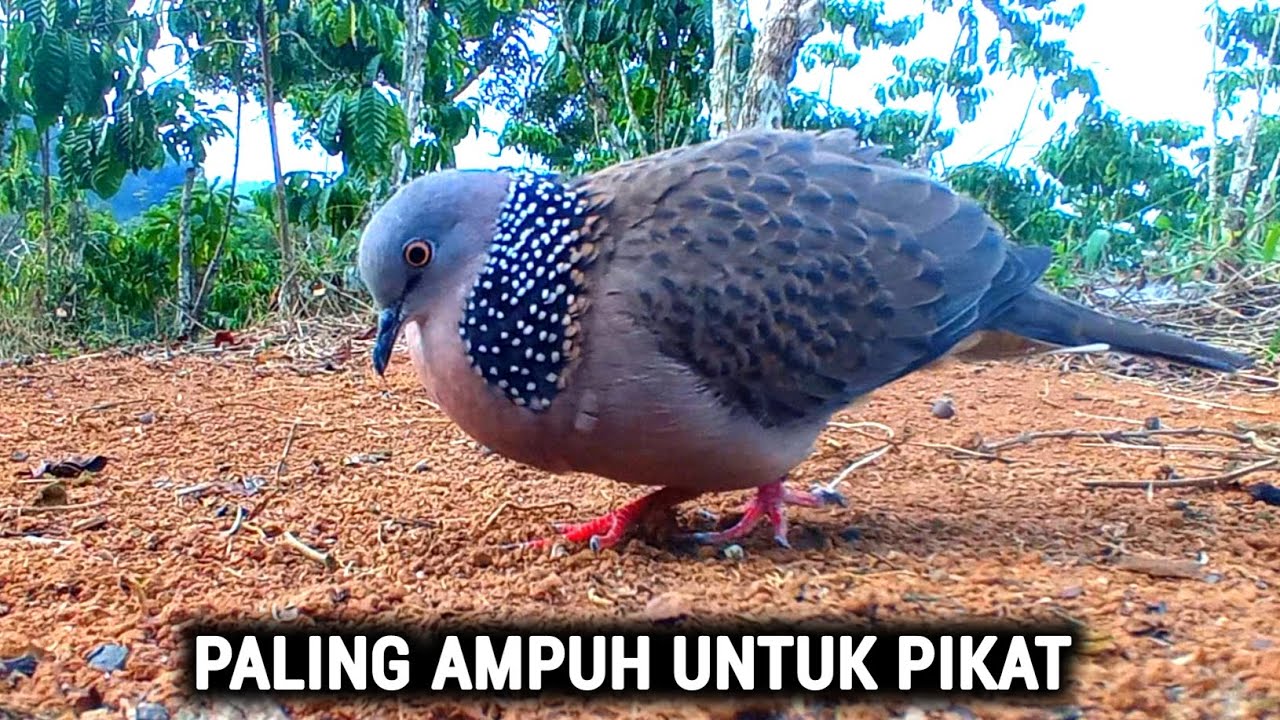100% LANGSUNG NYAUT - Suara Burung Tekukur Gacor Memaksa Tekukur Lain Untuk Datang