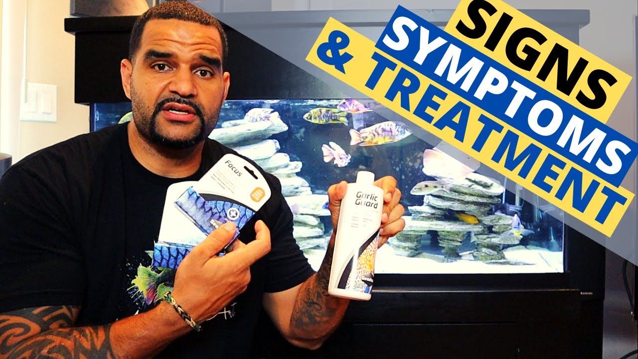 Internal Parasites Fish Medication - (Treatment with Seachem Metroplex)
