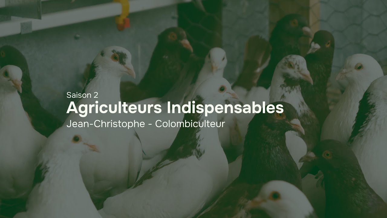 Jean-Christophe - Colombiculteur en Gironde