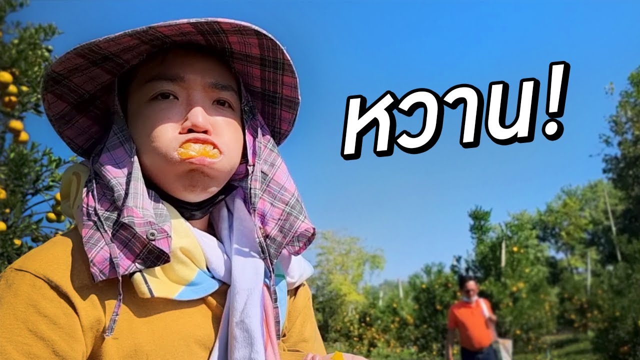 ส้มยูซุชิดซ้าย สายน้ำผึ้งฝางกำลังมา! หวานฉ่ำกิโลกรัมละ 20