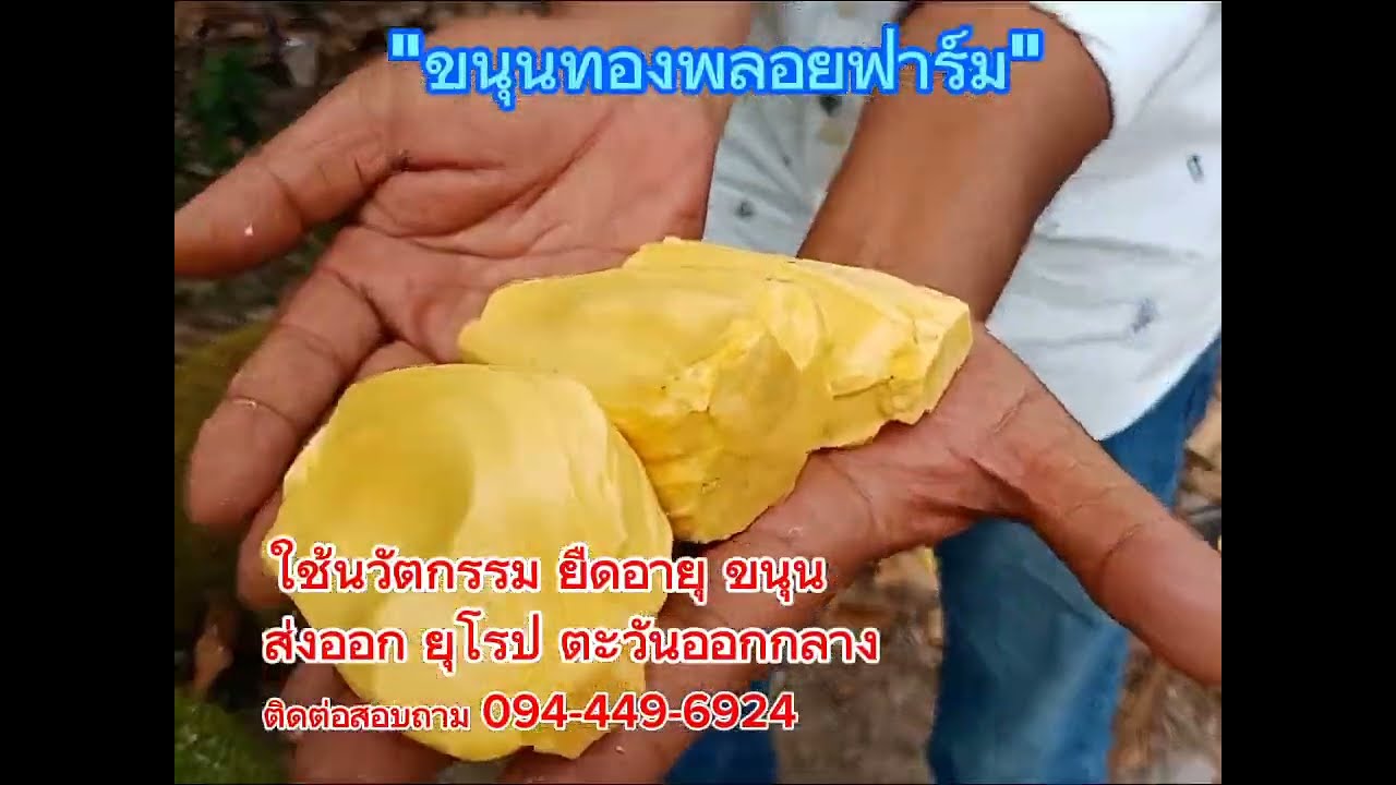 ตามหาขนุนทองพลอย/หนุ่ม เกตุพลอย/ขนุนทองพลอย/ส่งออก/ฟ้าใสพาเพลิน channel