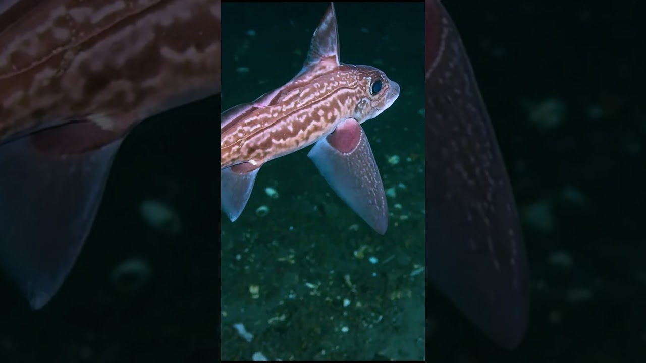 S&acirc;u 1000 m&eacute;t dưới đ&aacute;y biển #bien #ocean #discovery
