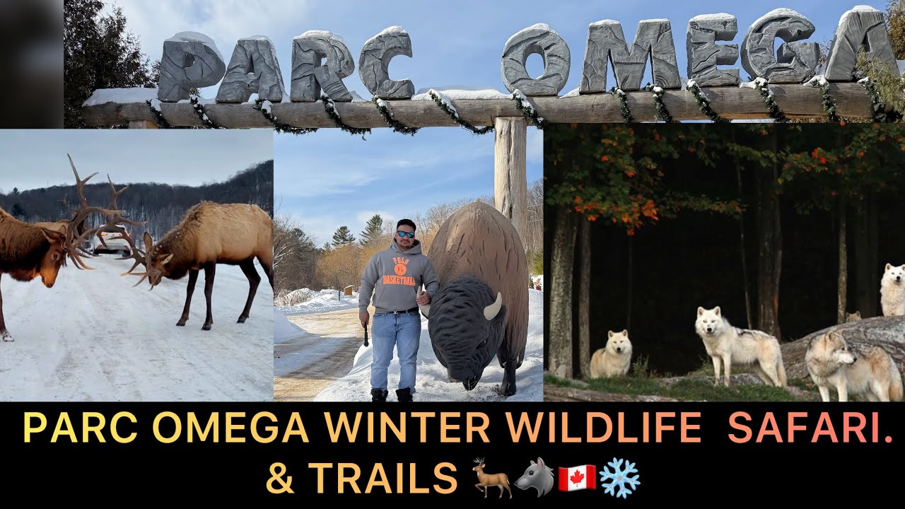 Parc omega in Quebec city || A perfect winter wildlife safari & Trails 🦌🐺❄️🇨🇦