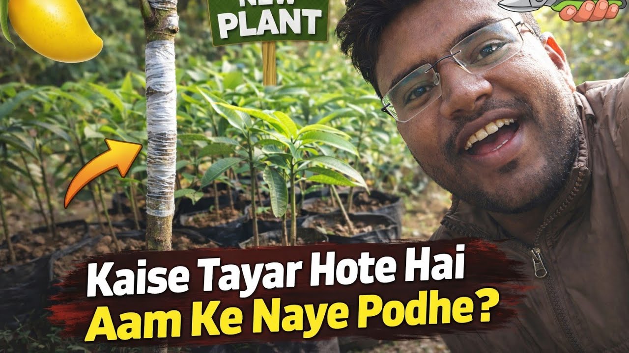 Kaise Tayar Hote Hai Aam Ke Naye Podhe 🌱 | Mango Plant Nursery Process | Vlog
