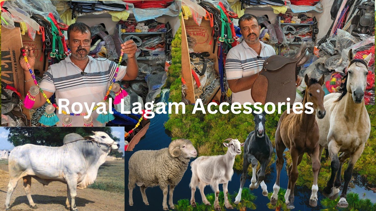 Royal Lagam 🐎 accessories shop in Hyderabad | shadi ke ghode ka saman | baby horses saddle & more