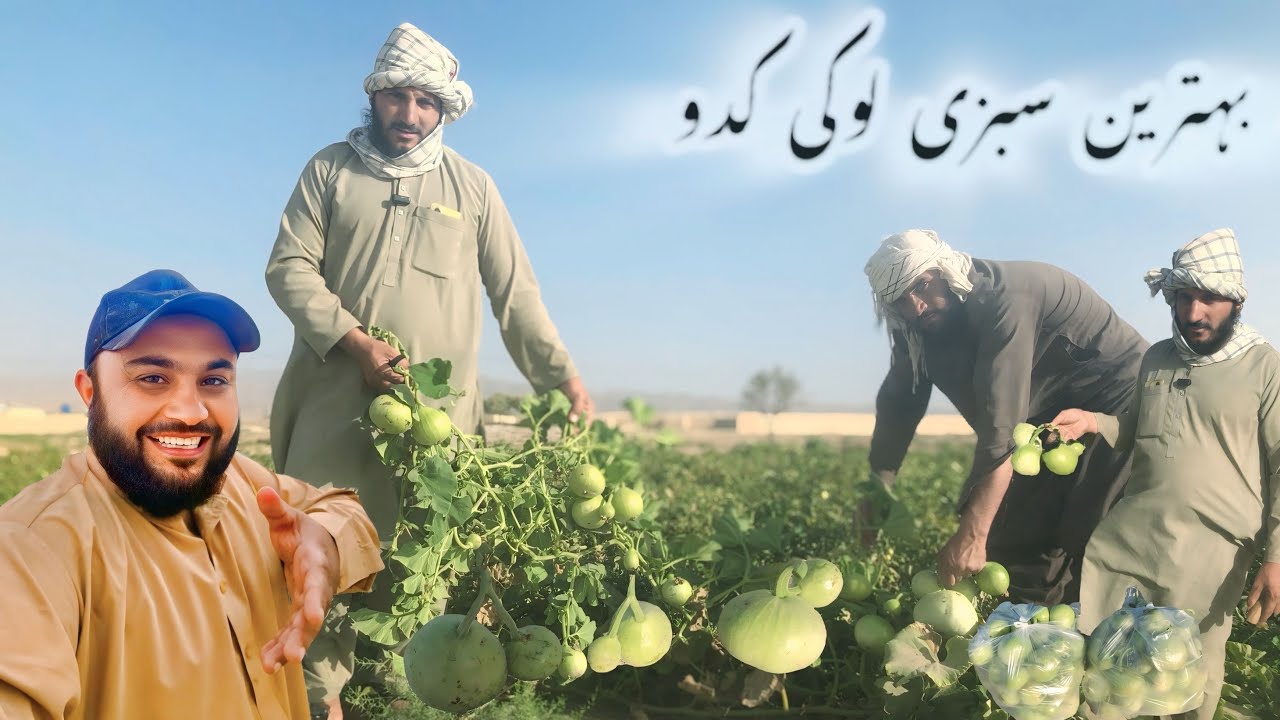 لوکی کدو کی تازہ فصل Fresh harvest of pumpkins