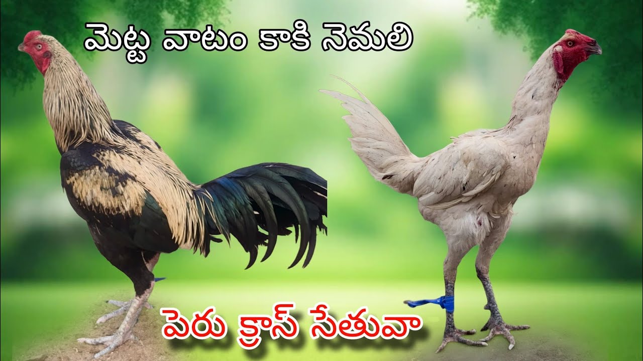#KVR BREEDES#9392349443#viral bhimavaram chicks#peru cross chicks#chicks#patta punjulu#birds#chicken