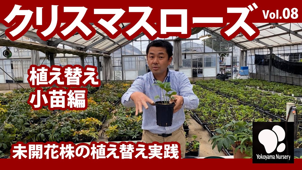 クリスマスローズ (8)　植え替え　小苗編　◆横山園芸 公式◆【2021】