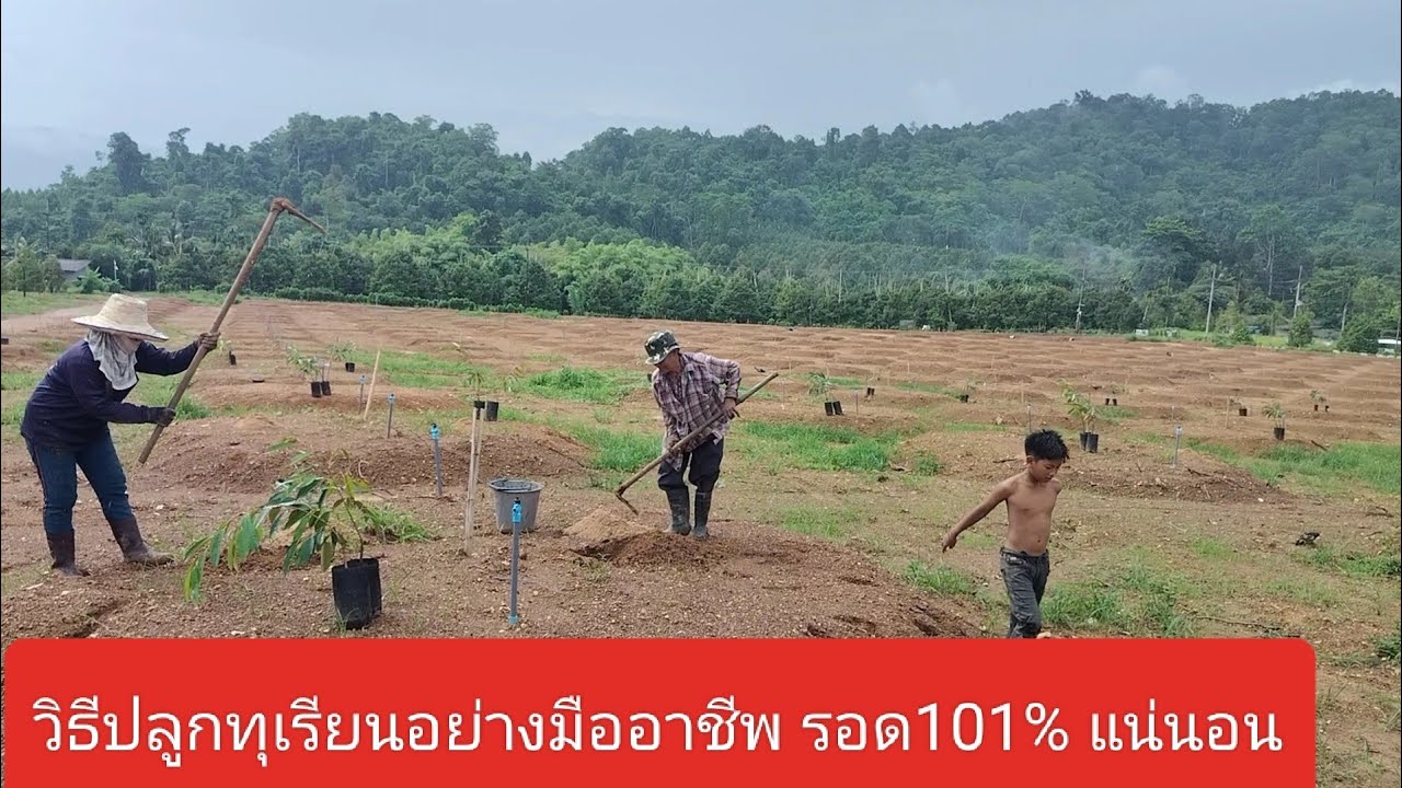 ปลูกทุเรียนอย่างมืออาชีพ รอดชัวร์ได้ผลผลิตแน่นอน
