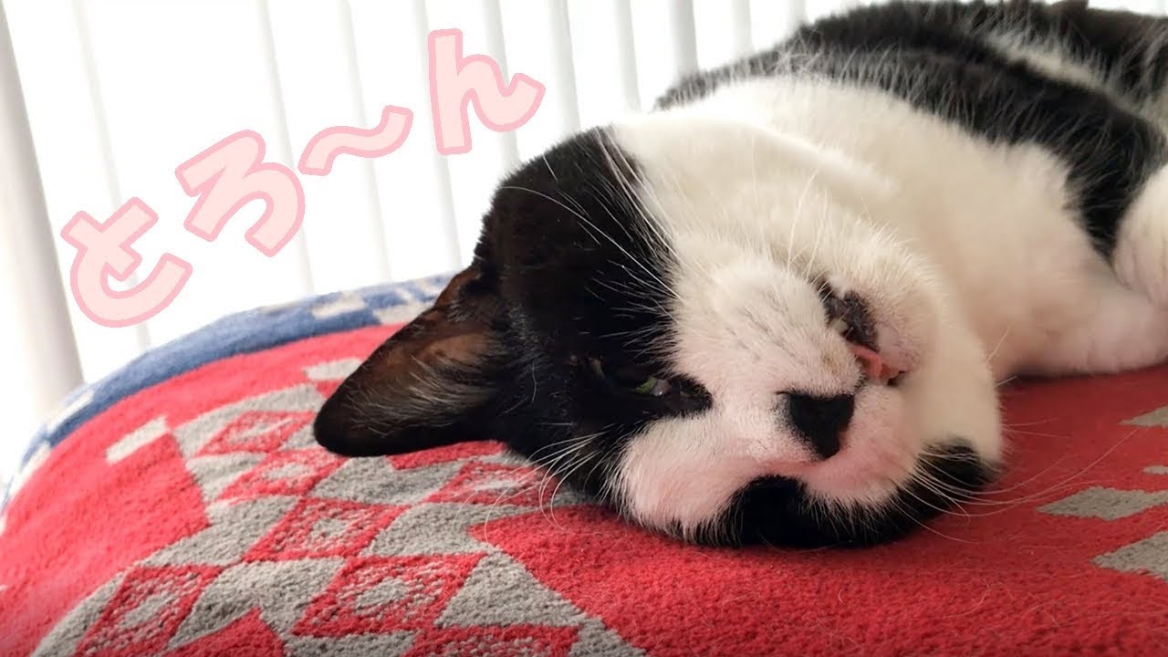 猫をじゃすったらトロけました【ねこじゃすり】