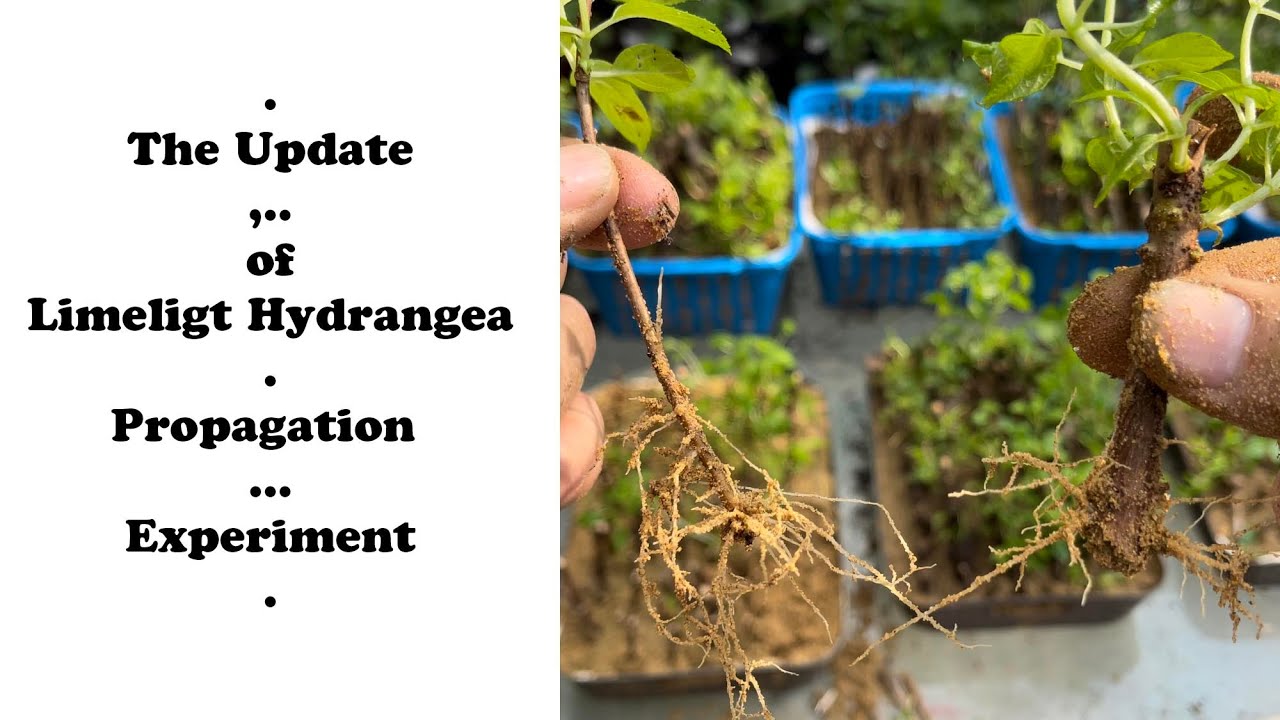 Limelight Hydrangea Second Propagation Experiment Update