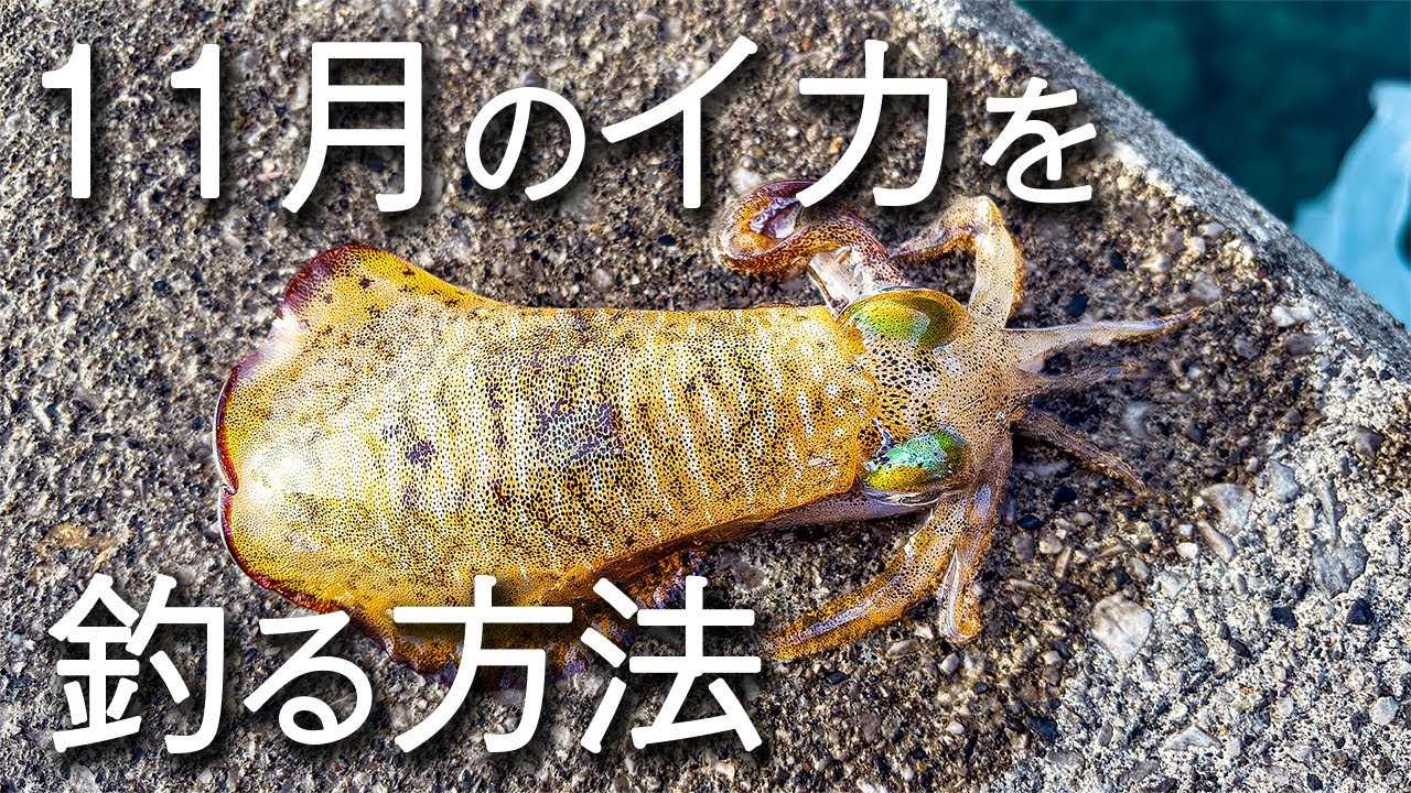 11月のエギングで釣れない人に必ず見てもらいたい釣り方