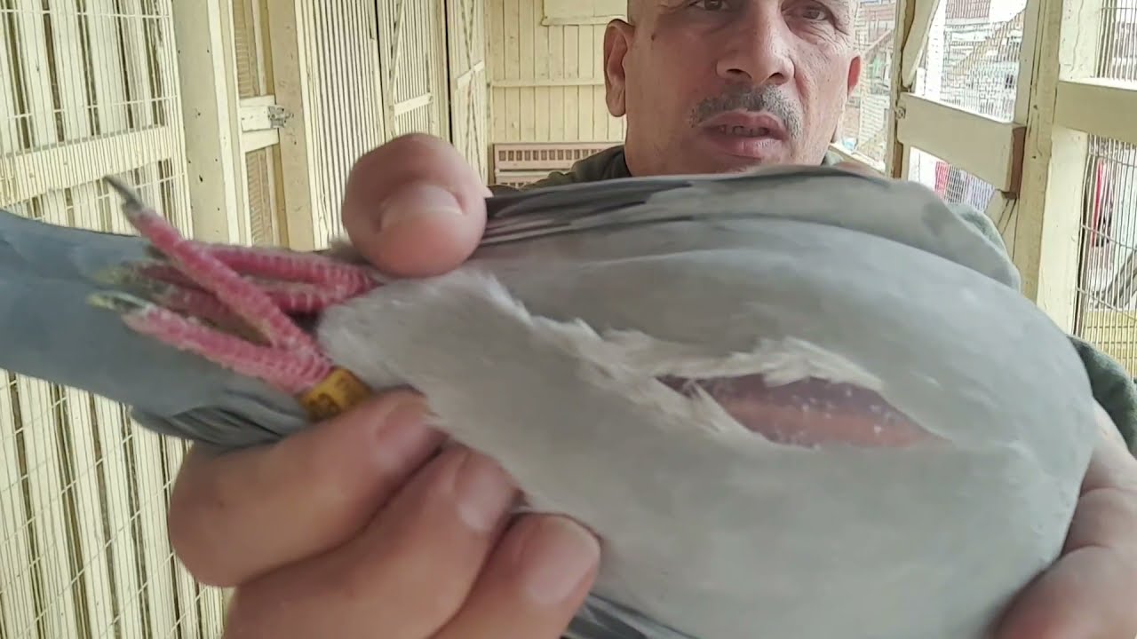 حمامك بيخس اول ما دربت الحل هنا ومكونات كلفه السباق وسجل السباق