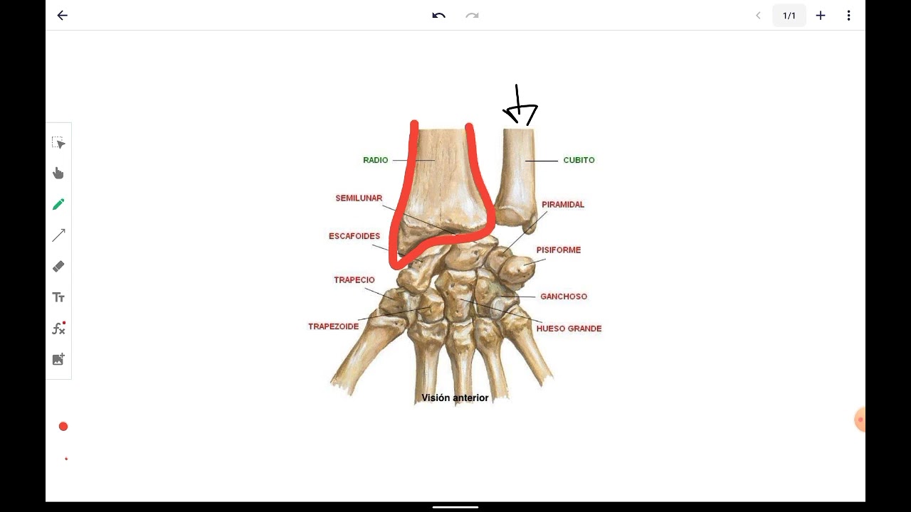 Epifisis Inferior Cubito