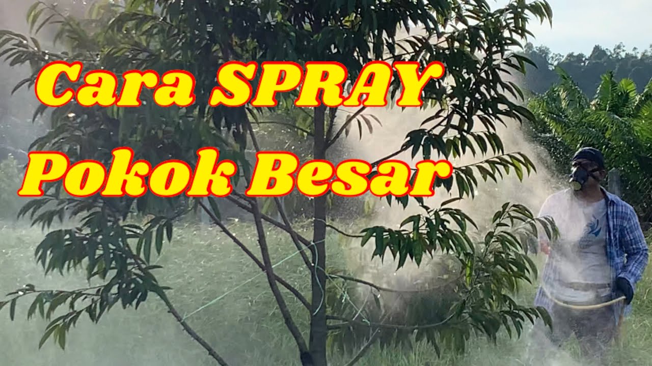 Apabila Spray Pokok Besar, Ini Yang Saya Lakukan