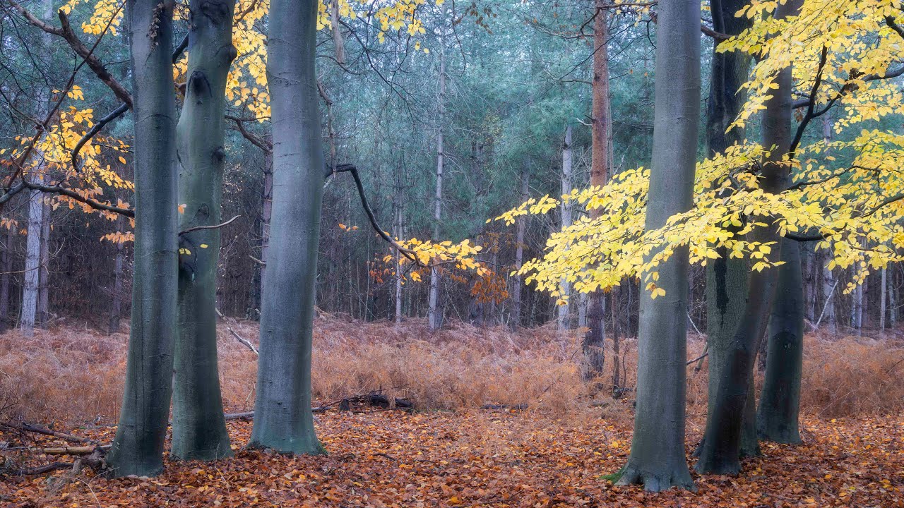Photographing Golden Autumn Colours - Woodland Photography